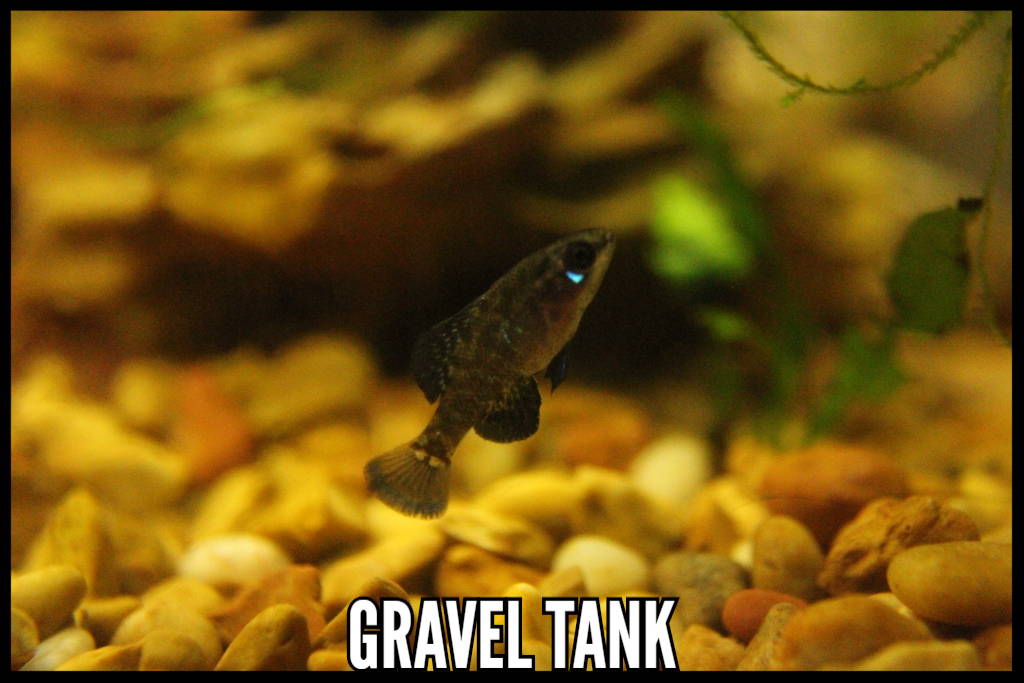 Gravel Tank