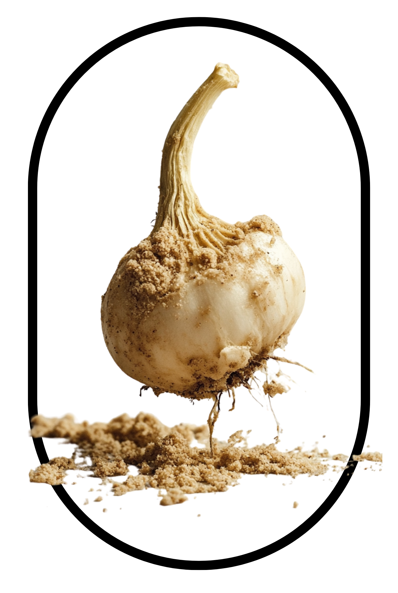 several tongkat ali roots, the key ingredient in the best tongkat ali singapore