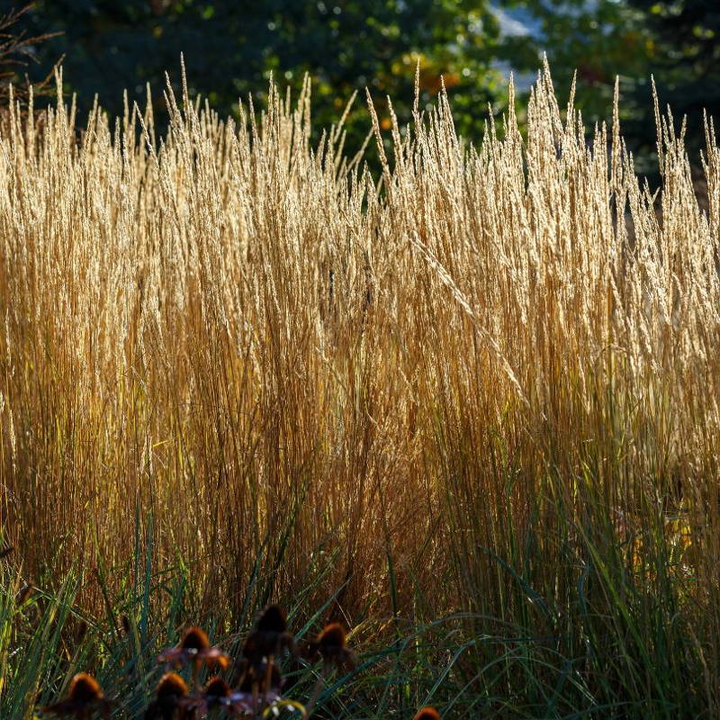 Upright Karl Foerster blooms in late summer.