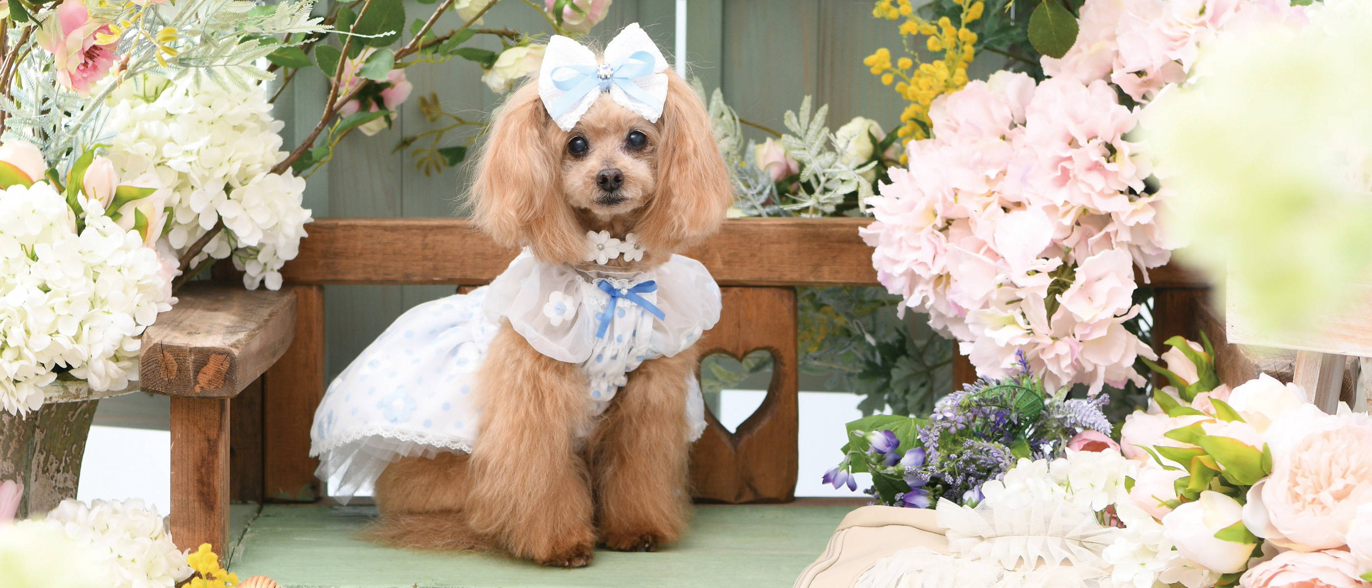 Luxebirdie（リュクスバーディ）|小型犬とのリュクスな生活を楽しむ