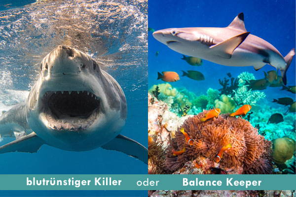 Hai im Meer als böser Killer