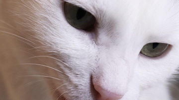 Main Content Image