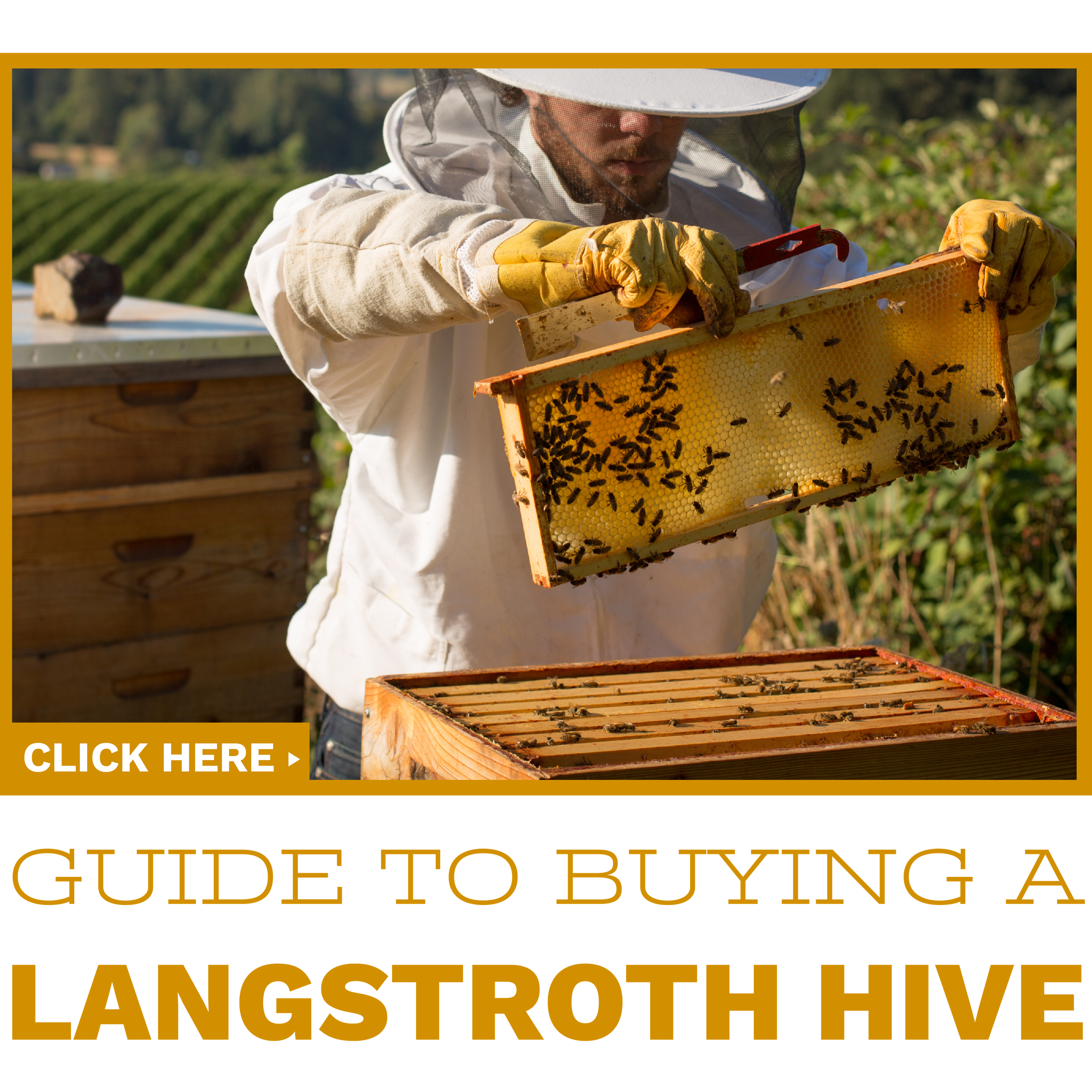 Click to read our guide to buying your first langstroth hive
