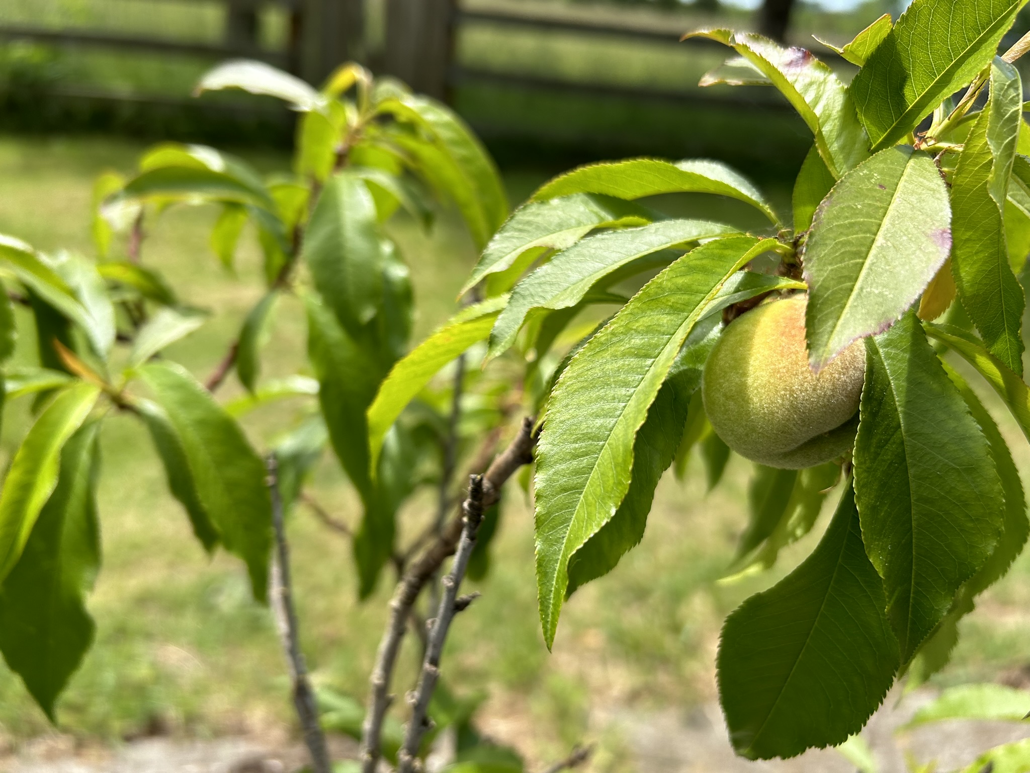 Peach tree with little peach growing