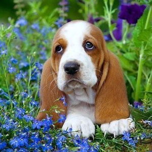 Our New Puppy