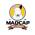 Madcap Bull Terriers