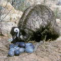 emu-hatching-egg-varieties