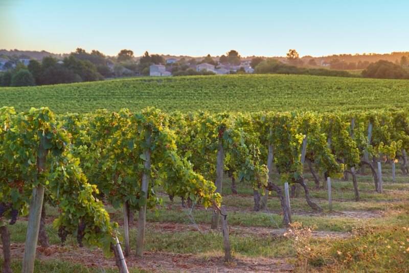 wine grapes from chateau Puybarbe