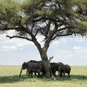 African Safari Honeymoon Fund