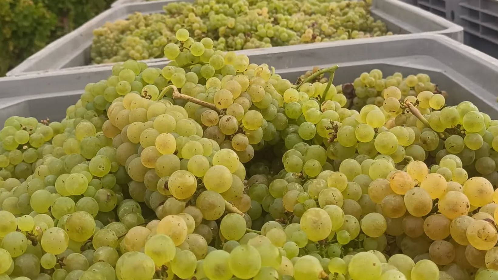France, vin nature, rawwine, organic wine, vin bio, vin sans intrants, vin sans souffre, vin sans sulfites ajoutés, vin rouge, vin blanc, rouge, blanc, vin propre, vigneron, domaine bio, biodynamie, vigneron nature, vin biodynamique, raizin brut, Quimper, Finistère, Morbihan, domaine de l'envol, alsace, ingersheim, raphael marchal