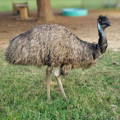 emu_showing_tiny_evolved_flightless__wings