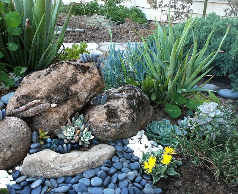  Hoedspruit
- succulent rock garden.jpg