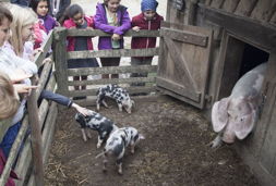 kiekeberg museum suesse tiere