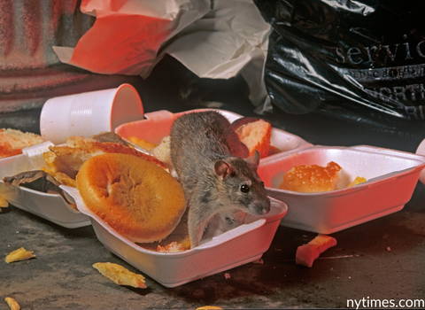 rats_eating_human_foods