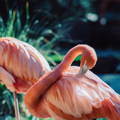 closeup of flamingo grooming its feathers
