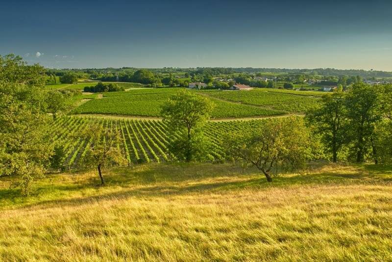 wine grapes from chateau cotes de bourg