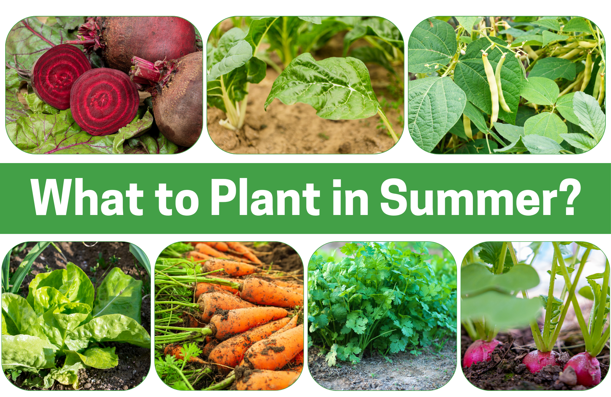 A collage of plant images with the words "What to Plant in Summer?"