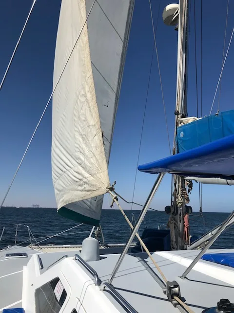 Sailing Dolphin and Seal Experience