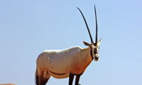 Oryx