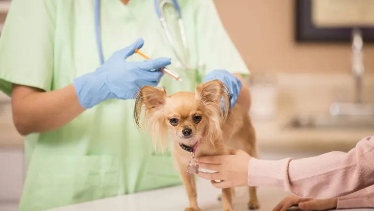 life expectancy in chihuahuas