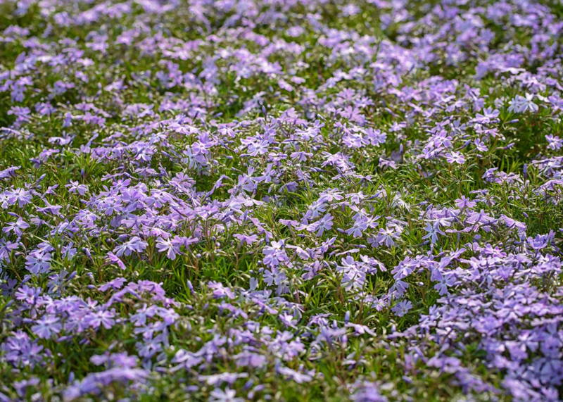 Vibrant red and yellow viburnum foliage with purple berries in the fall