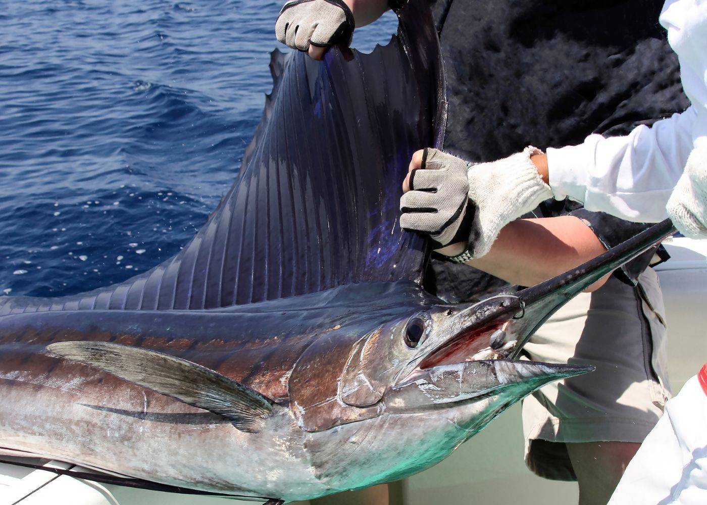 Sailfish fishing lures
