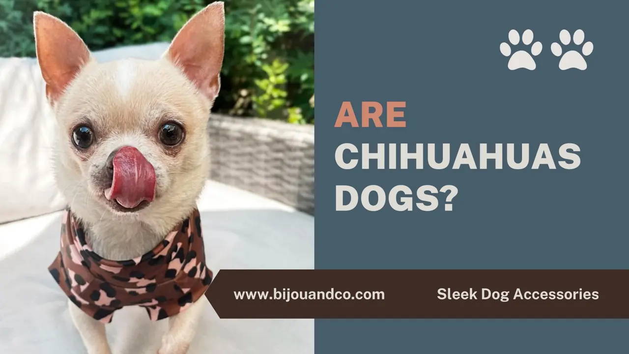 are chihuahuas dogs