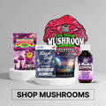 Buy Magic Mushrooms - Tre house, Road trip, Moocah, Wunder & more!