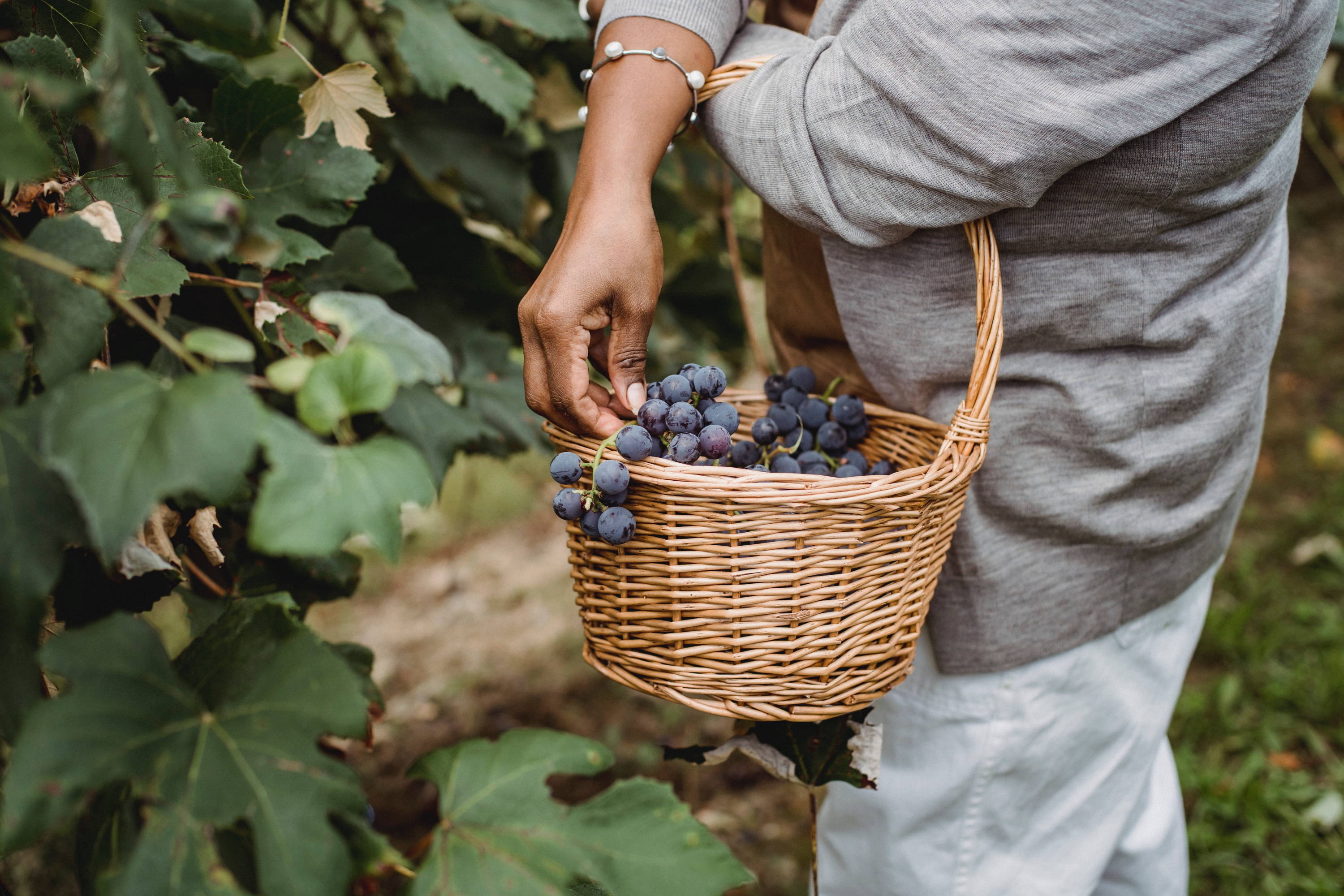 Woman picking grapes by hand showing the slower process entailed in natural wines 