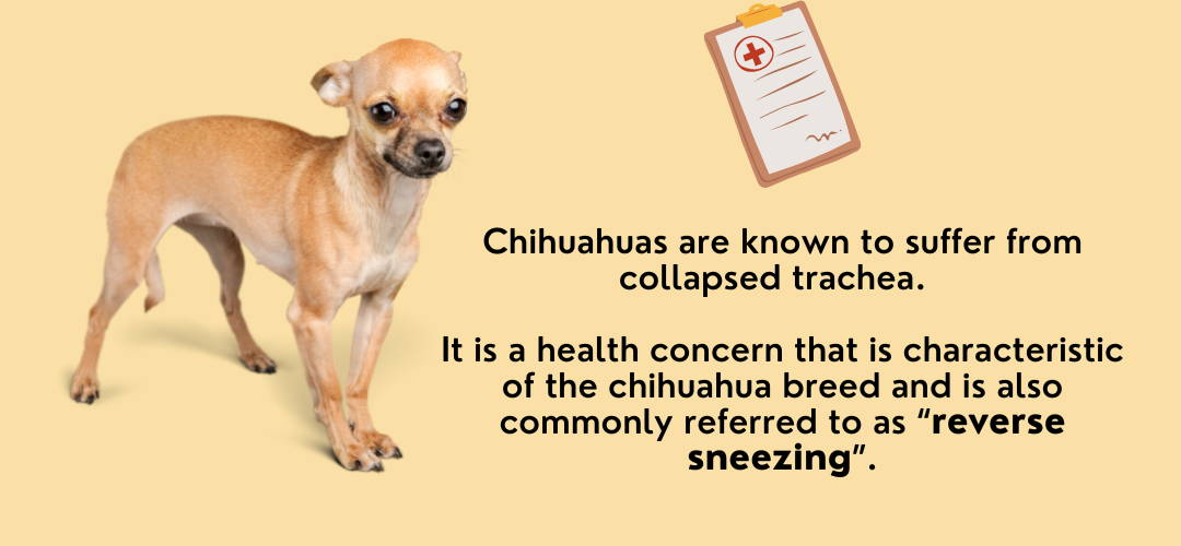 chihuahuas suffer from collapsed trachea
