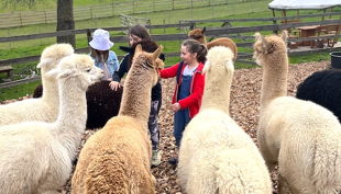 kindergeburtstag alpakas