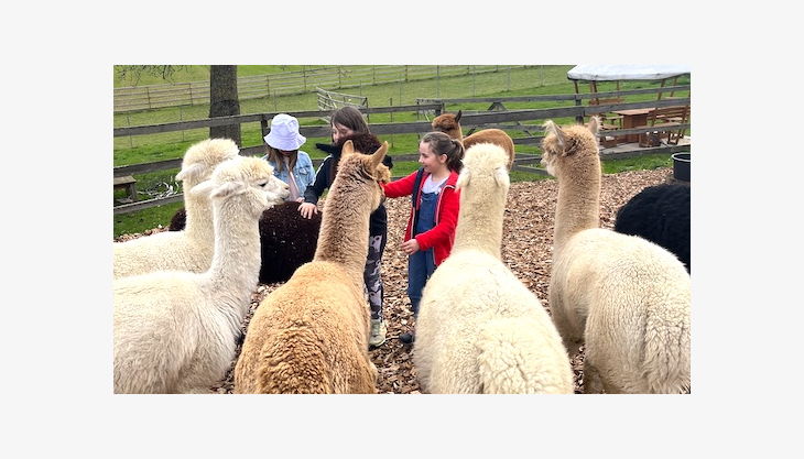 kindergeburtstag alpakas