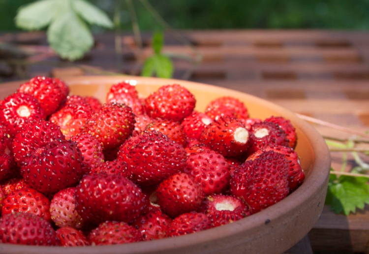 野苺（野イチゴ）とは