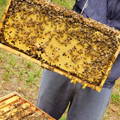 full-honey-bee-brood-frame-gypsy-shoals-farm