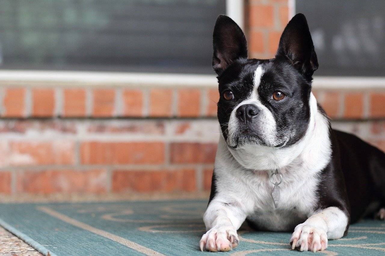 clothes for french bulldogs