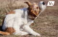 Dog itching behind his ear while sitting in dry grassy area