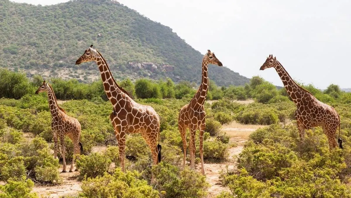 Ol Pejeta Conservancy & Samburu Game Reserve Safari
