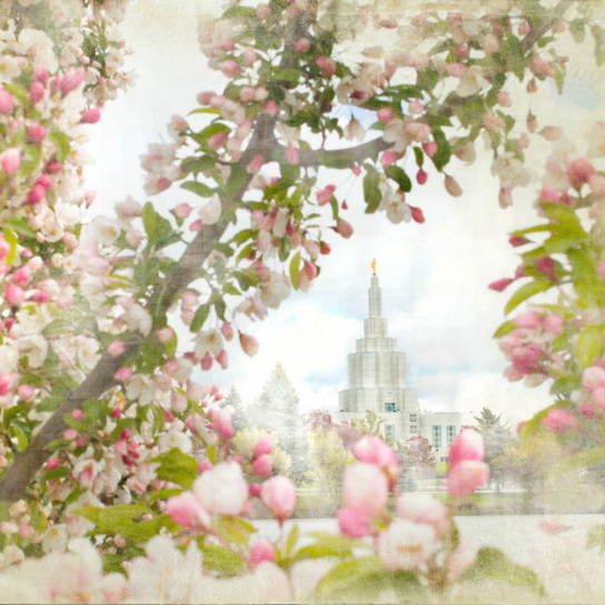 Idaho falls temple framed by pink blossoms. 