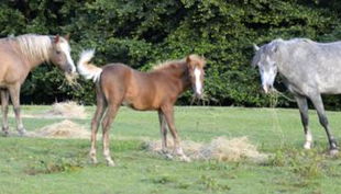 die reitzwerge pferde auf wiese