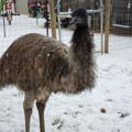 gypsy-shoals-farm-emu-in-snowy-farm-yard