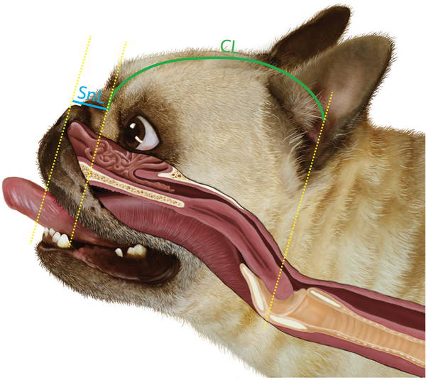chihuahua mix with french bulldog