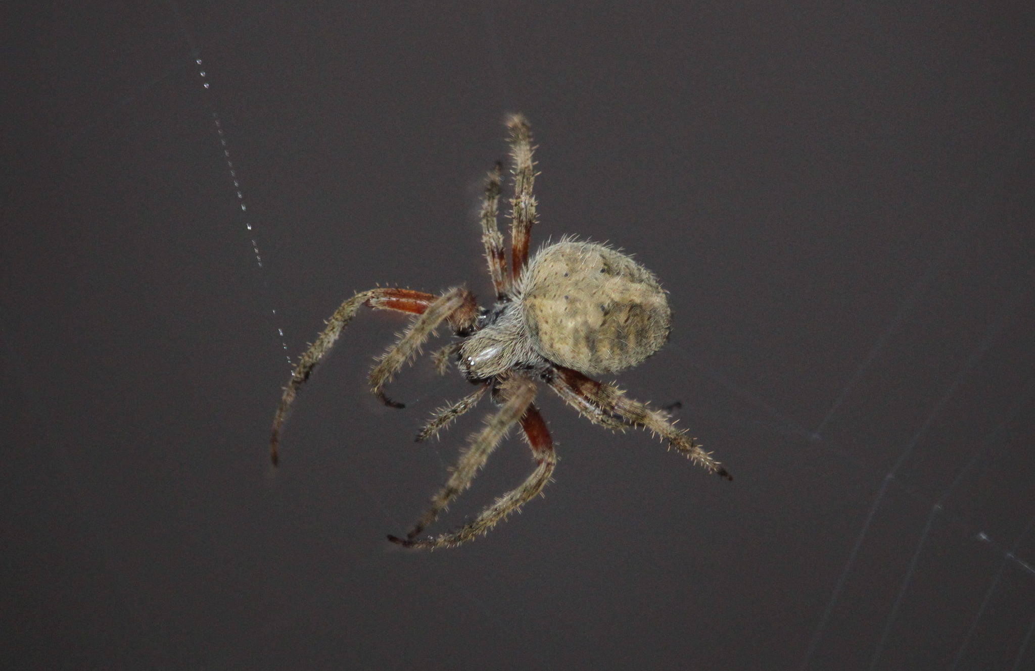 Spider