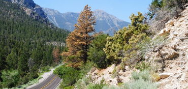 Mt. Charleston Scenic Motorcycle Experience near Las Vegas, NV