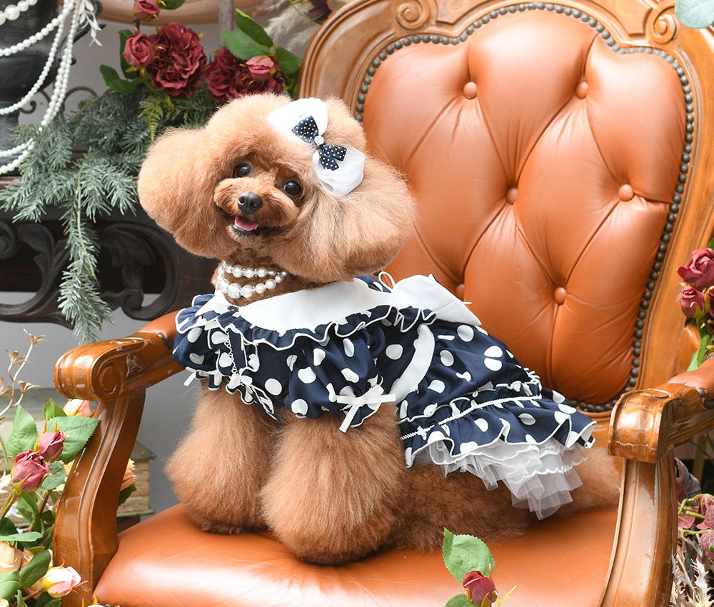 Luxebirdie（リュクスバーディ）|小型犬とのリュクスな生活を楽しむ