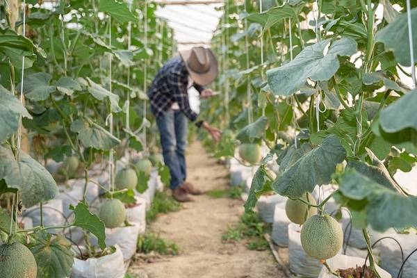 natural fiber agriculture applications