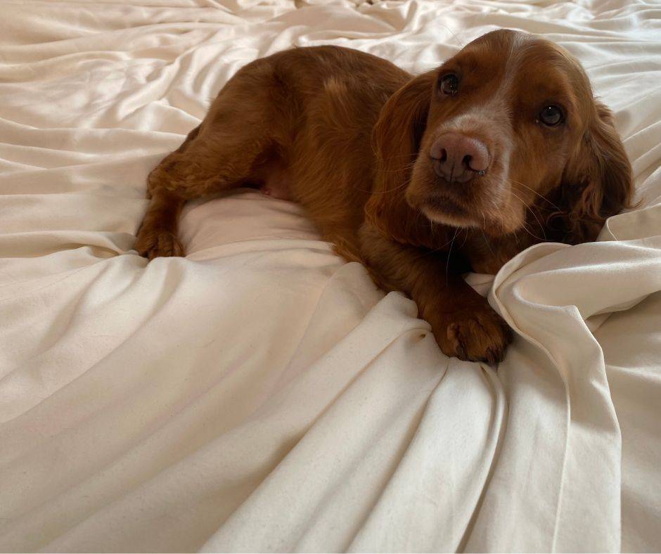 ginger spaniel on silk bed set