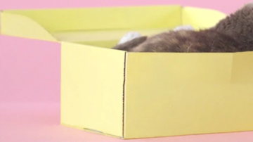 Main Content Image