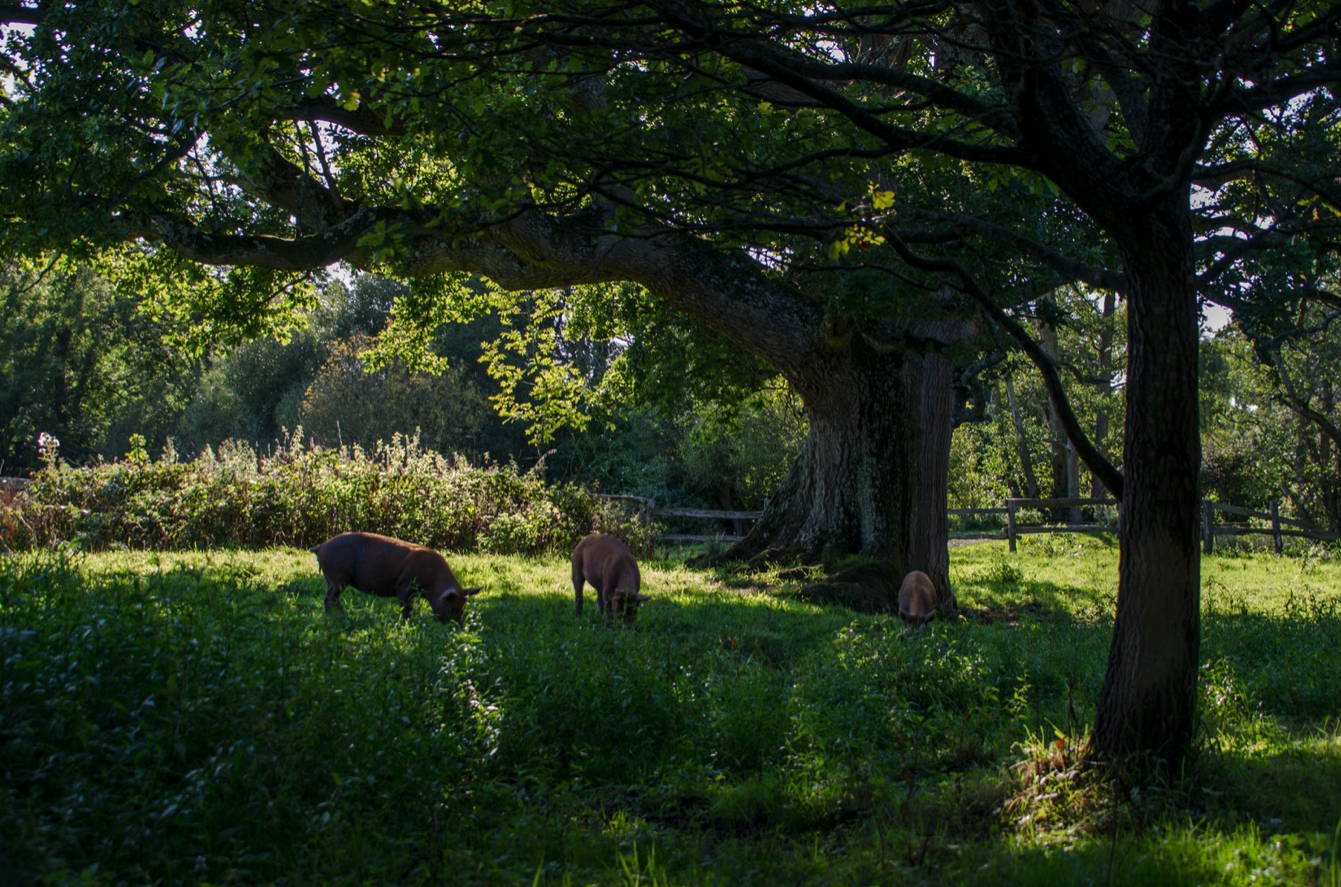 Tamworth Pigs