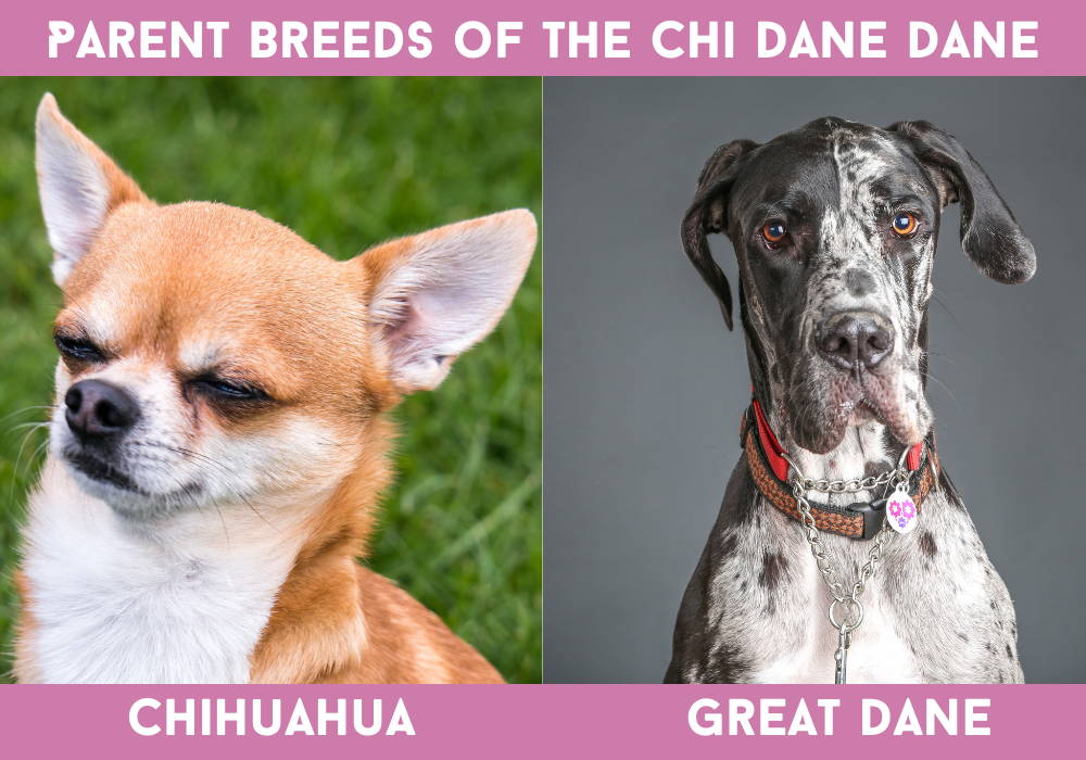 chihuahua and great dane mix