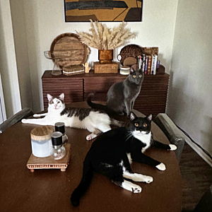 Year's Supply Of Pet Treats
